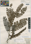 Macrolobium acaciaefolium Benth., BRITISH GUIANA [Guyana], R. H. Schomburgk 521, Isotype, F