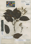 Peltogyne paniculata Benth., BRITISH GUIANA [Guyana], Schomburgk 908, Isotype, F