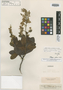 Peltogyne pubescens Benth., BRITISH GUIANA [Guyana], R. H. Schomburgk 791, Isosyntype, F