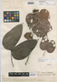 Schnella bicomata Pittier, VENEZUELA, Ll. Williams 11461, Isotype, F