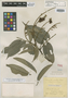 Tachigali pubiflora Benth., BRITISH GUIANA [Guyana], R. H. Schomburgk 43, Isotype, F