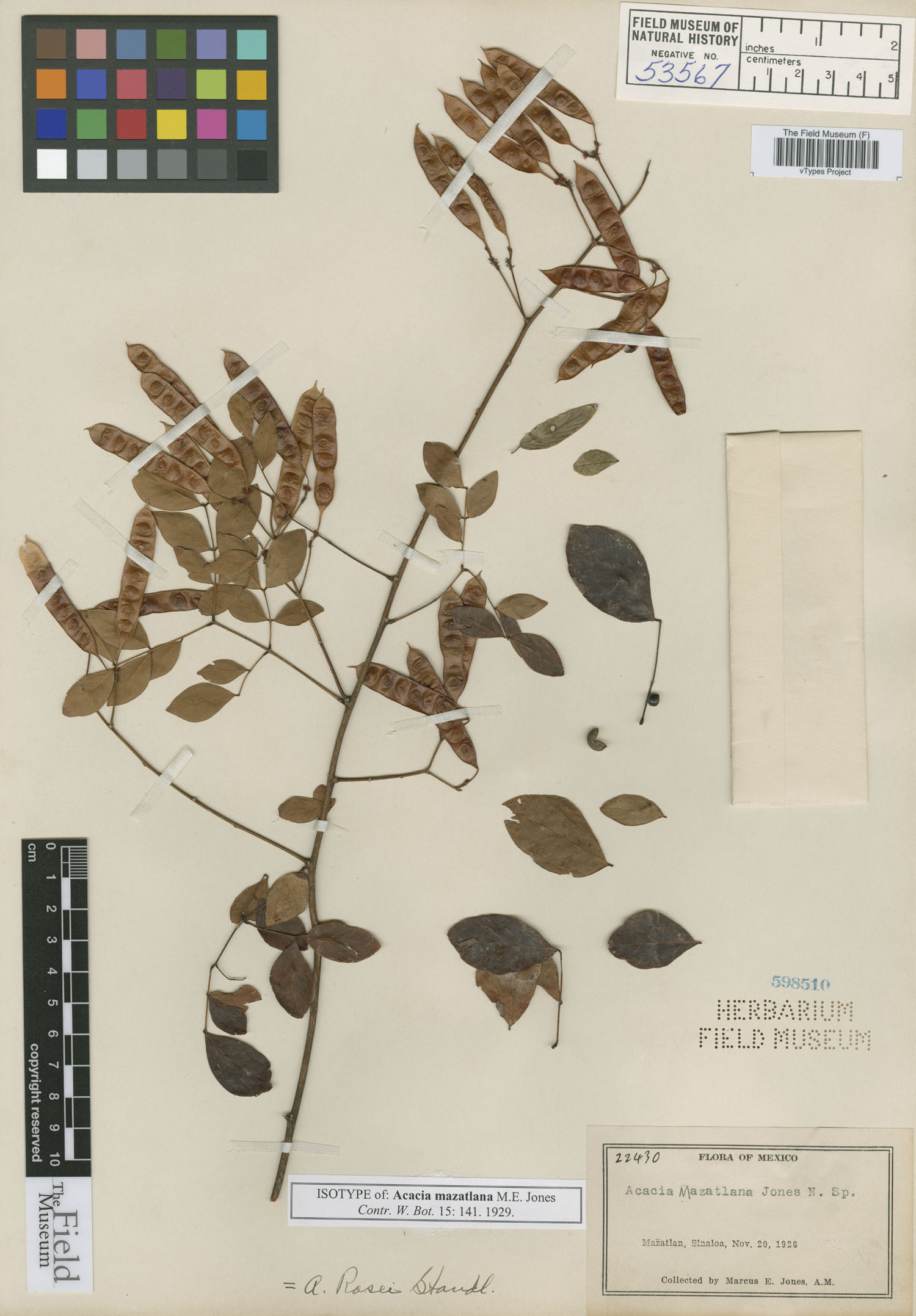 Acacia mazatlana image