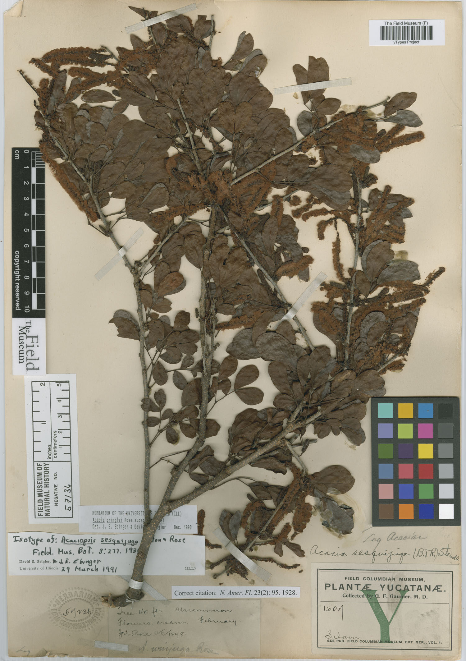 Acacia californica subsp. pringlei image