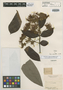 Inga corymbifera Benth., BRITISH GUIANA [Guyana], R. H. Schomburgk 226B, Isotype, F