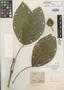 Inga bracteosa Benth., BRITISH GUIANA [Guyana], R. H. Schomburgk 695, Isotype, F