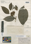 Inga floribunda Benth., BRITISH GUIANA [Guyana], R. H. Schomburgk 364, Isotype, F