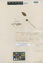 Inga leiocalycina Benth., BRITISH GUIANA [Guyana], Schomburgk 1391 [= 829], Isolectotype, F