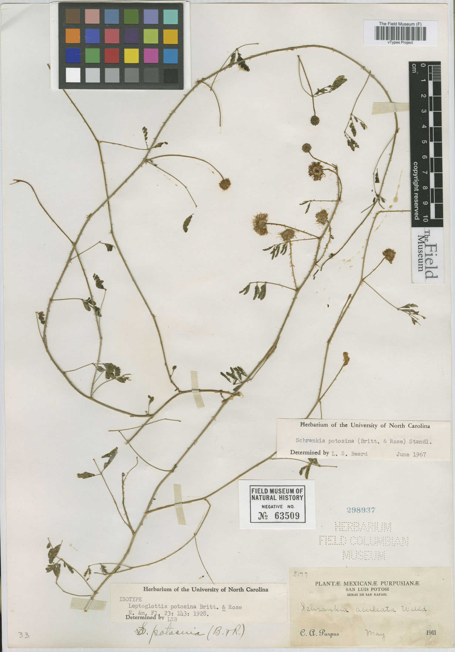 Mimosa quadrivalvis var. latidens image