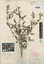 Mimosa caerulea image