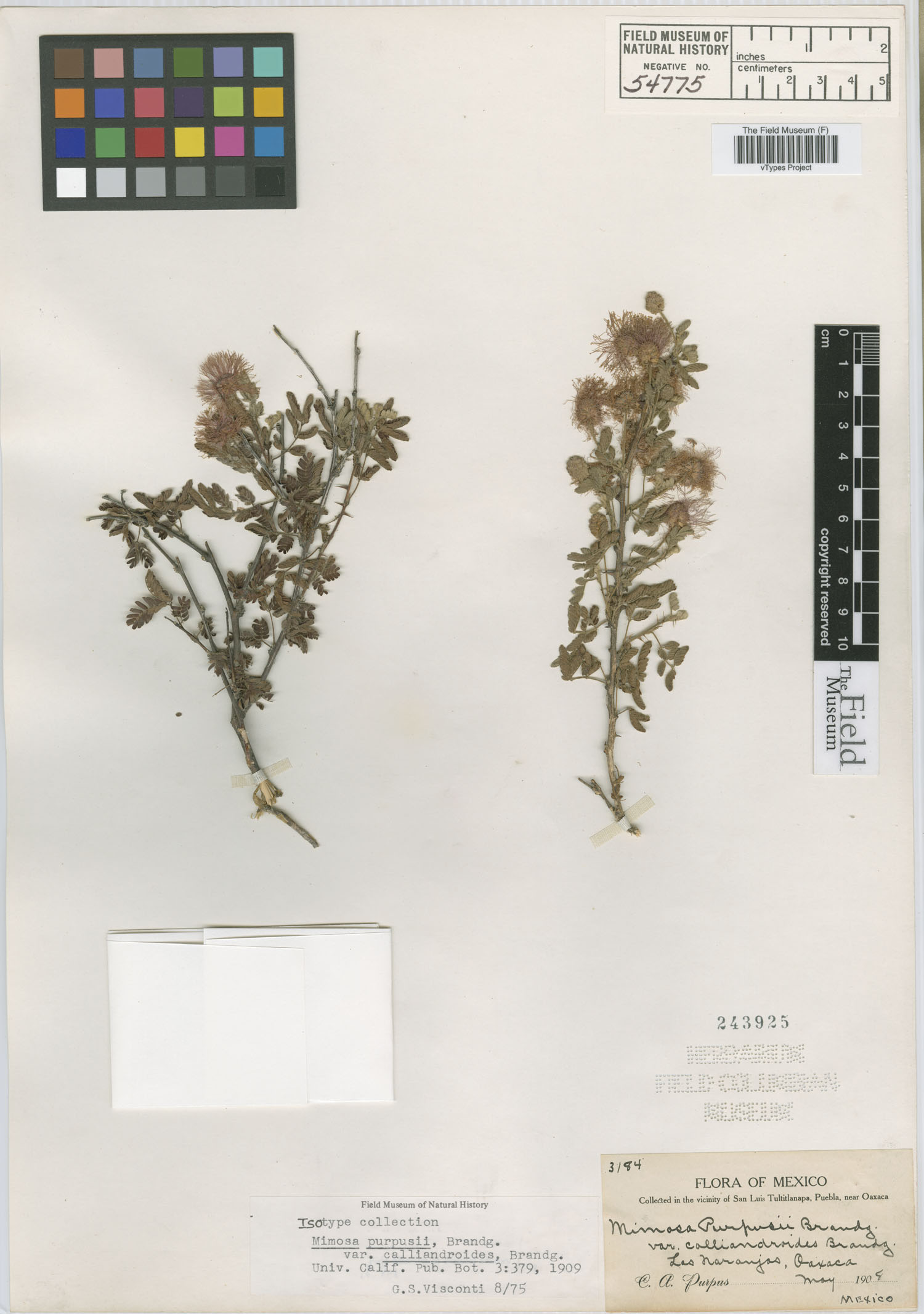 Mimosa purpusii var. calliandroides image