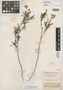 Mimosa camporum Benth., BRITISH GUIANA [Guyana], Schomburgk 725, Isotype, F