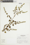 Minthostachys spicata (Benth.) Epling, Peru, S. Leiva G. 1154, F