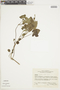Salvia scutellarioides Kunth, COLOMBIA, F