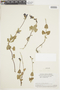 Salvia scutellarioides Kunth, PERU, F