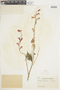 Salvia splendens Sellow ex Wied-Neuw., COLOMBIA, F