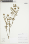 Salvia sarmentosa Epling, PERU, F
