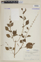 Salvia angulata Benth., VENEZUELA, F