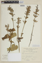 Salvia ayavacensis Kunth, PERU, F