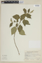 Salvia bogotensis Benth., COLOMBIA, F