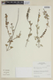 Salvia bullulata Benth., PERU, F