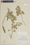 Salvia bullulata Benth., PERU, F