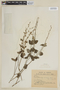 Salvia cardiophylla Benth., PARAGUAY, F