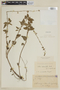 Salvia cardiophylla Benth., PARAGUAY, F