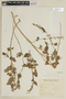 Salvia cardiophylla Benth., ARGENTINA, F