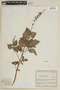 Salvia carnea Kunth, COLOMBIA, F