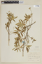 Salvia chorianthos Epling, BOLIVIA, F