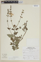 Salvia coccinea Buc'hoz ex Etl., PERU, F