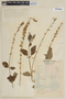 Salvia coccinea Buc'hoz ex Etl., PERU, F