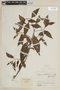 Salvia cuatrecasana Epling, COLOMBIA, F