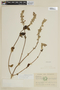 Salvia curticalyx Epling, ECUADOR, F