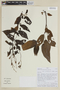 Salvia cylindriflora Epling, PERU, F