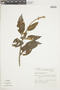 Salvia confertiflora Pohl, BRAZIL, F