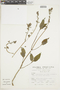 Salvia consobrina Epling, PERU, F