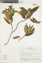 Salvia corrugata Vahl, ECUADOR, F