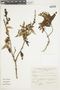 Salvia corrugata Vahl, PERU, F