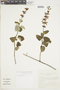 Salvia cruckshanksii Benth., PERU, F