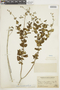 Salvia cruckshanksii Benth., PERU, F