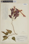 Salvia dombeyi Epling, PERU, F