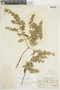 Minthostachys mollis (Kunth) Griseb., PERU, F