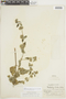 Minthostachys mollis (Kunth) Griseb., PERU, F