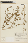 Marsypianthes chamaedrys (Vahl) Kuntze, BRAZIL, F