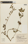 Marsypianthes chamaedrys (Vahl) Kuntze, BRAZIL, F