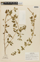 Marsypianthes chamaedrys (Vahl) Kuntze, PERU, F