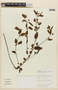 Marsypianthes chamaedrys (Vahl) Kuntze, BOLIVIA, F