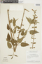 Salvia grewiifolia S. Moore, BRAZIL, F