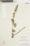 Salvia grewiifolia S. Moore, BRAZIL, F